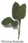 menthe